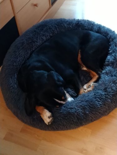 Customer photo review of Lit Apaisant Comfy® |  Pour Chien et Chat