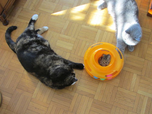 J Aime Vraiment Chat Avis