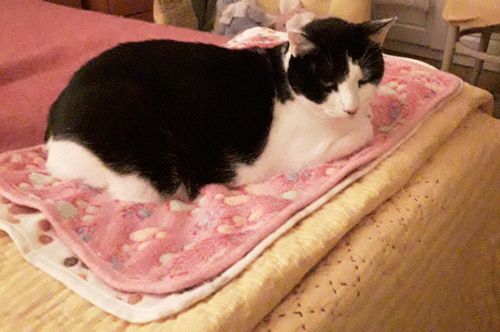 Couverture Anti Poils De Chat J Aime Vraiment Chat