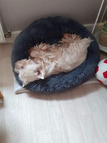 Customer photo review of Lit Apaisant Comfy® |  Pour Chien et Chat
