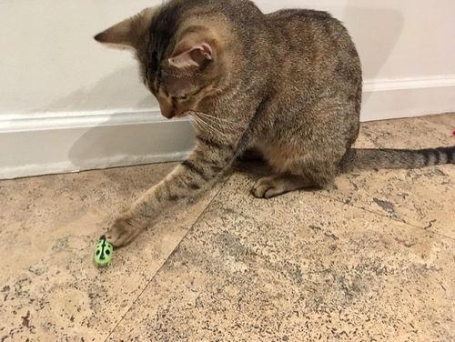 cat robot bug toy