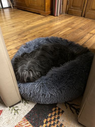 Customer photo review of Lit Apaisant Comfy® |  Pour Chien et Chat