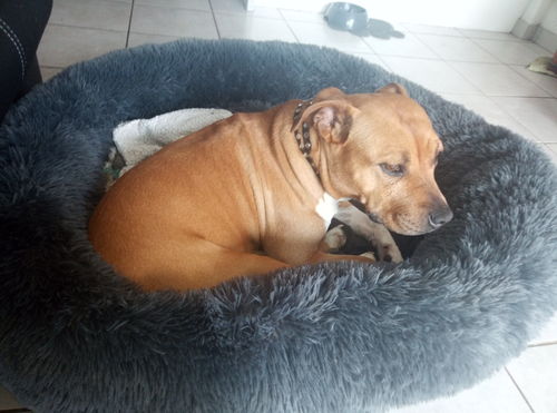 Customer photo review of Lit Apaisant Comfy® |  Pour Chien et Chat