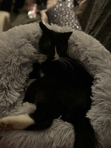 Customer photo review of Lit Apaisant Comfy® |  Pour Chien et Chat