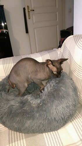 Customer photo review of Lit Apaisant Comfy® |  Pour Chien et Chat