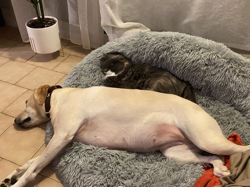 Customer photo review of Lit Apaisant Comfy® |  Pour Chien et Chat