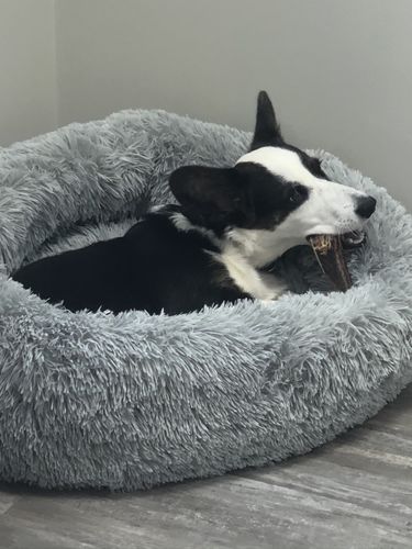 Customer photo review of Lit Apaisant Comfy® |  Pour Chien et Chat