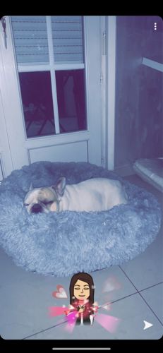 Customer photo review of Lit Apaisant Comfy® |  Pour Chien et Chat