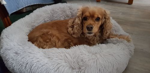 Customer photo review of Lit Apaisant Comfy® |  Pour Chien et Chat