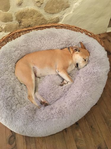 Customer photo review of Lit Apaisant Comfy® |  Pour Chien et Chat