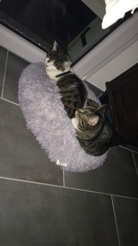 Customer photo review of Lit Apaisant Comfy® |  Pour Chien et Chat