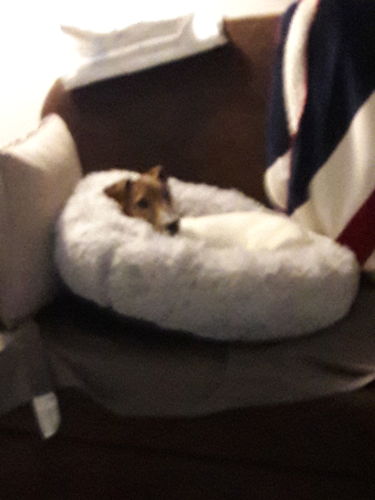 Customer photo review of Lit Apaisant Comfy® |  Pour Chien et Chat