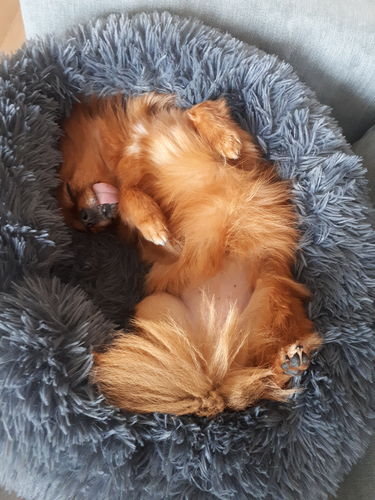 Customer photo review of Lit Apaisant Comfy® |  Pour Chien et Chat