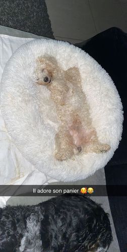 Customer photo review of Lit Apaisant Comfy® |  Pour Chien et Chat