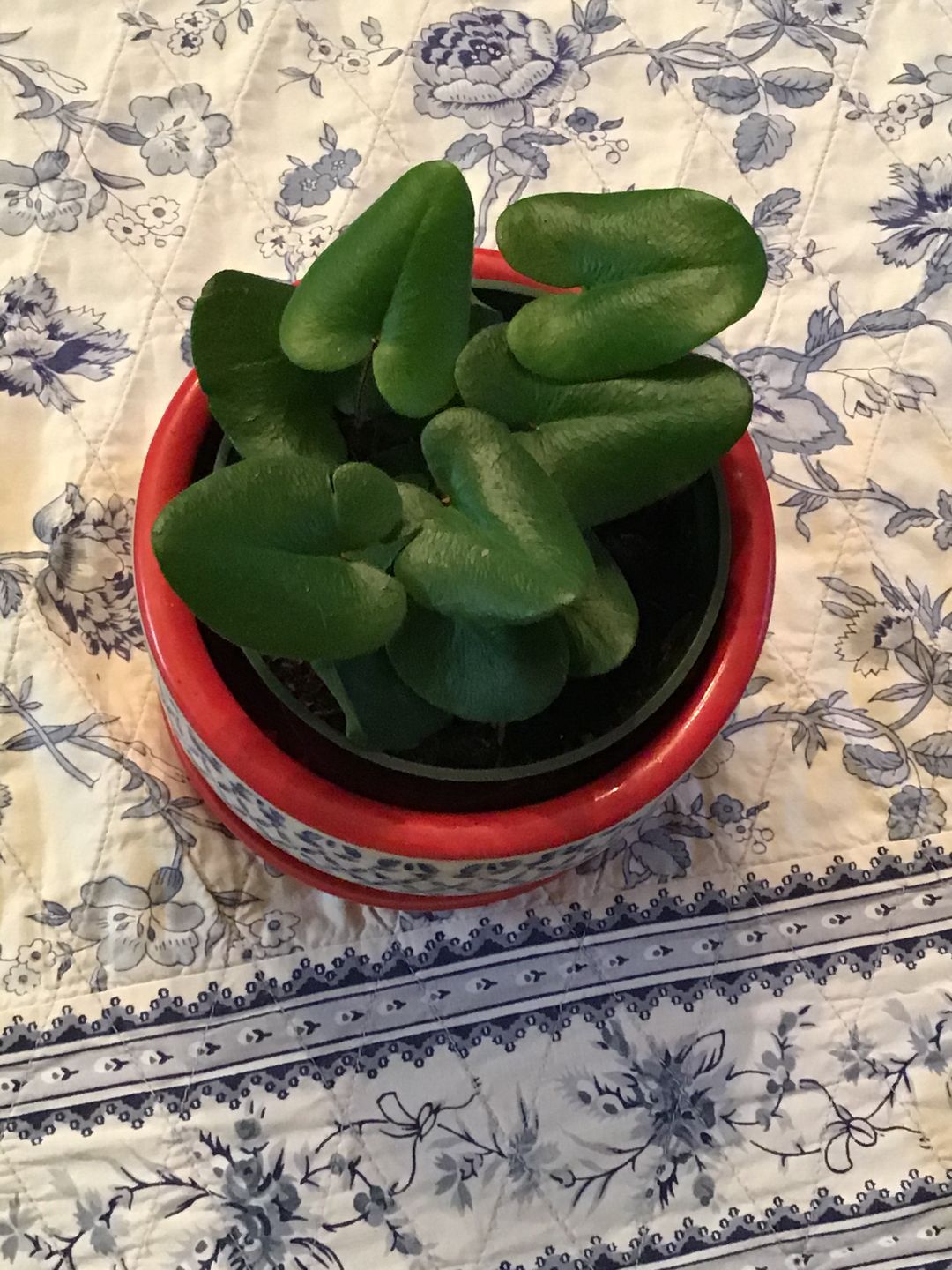 Customer photo review of 4" Fern Heart (Hemionitis Arifolia)