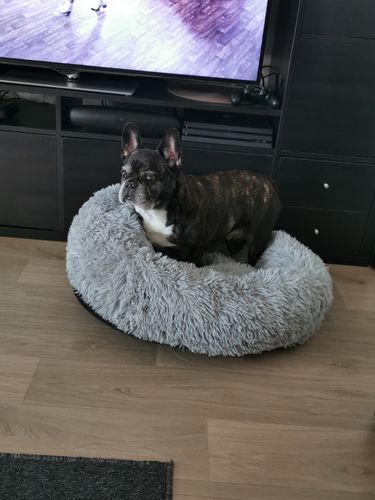 Customer photo review of Lit Apaisant Comfy® |  Pour Chien et Chat