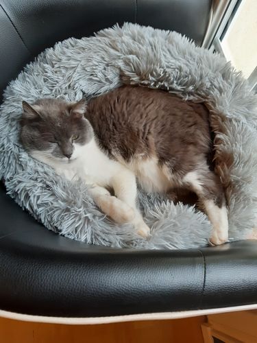 Customer photo review of Lit Apaisant Comfy® |  Pour Chien et Chat