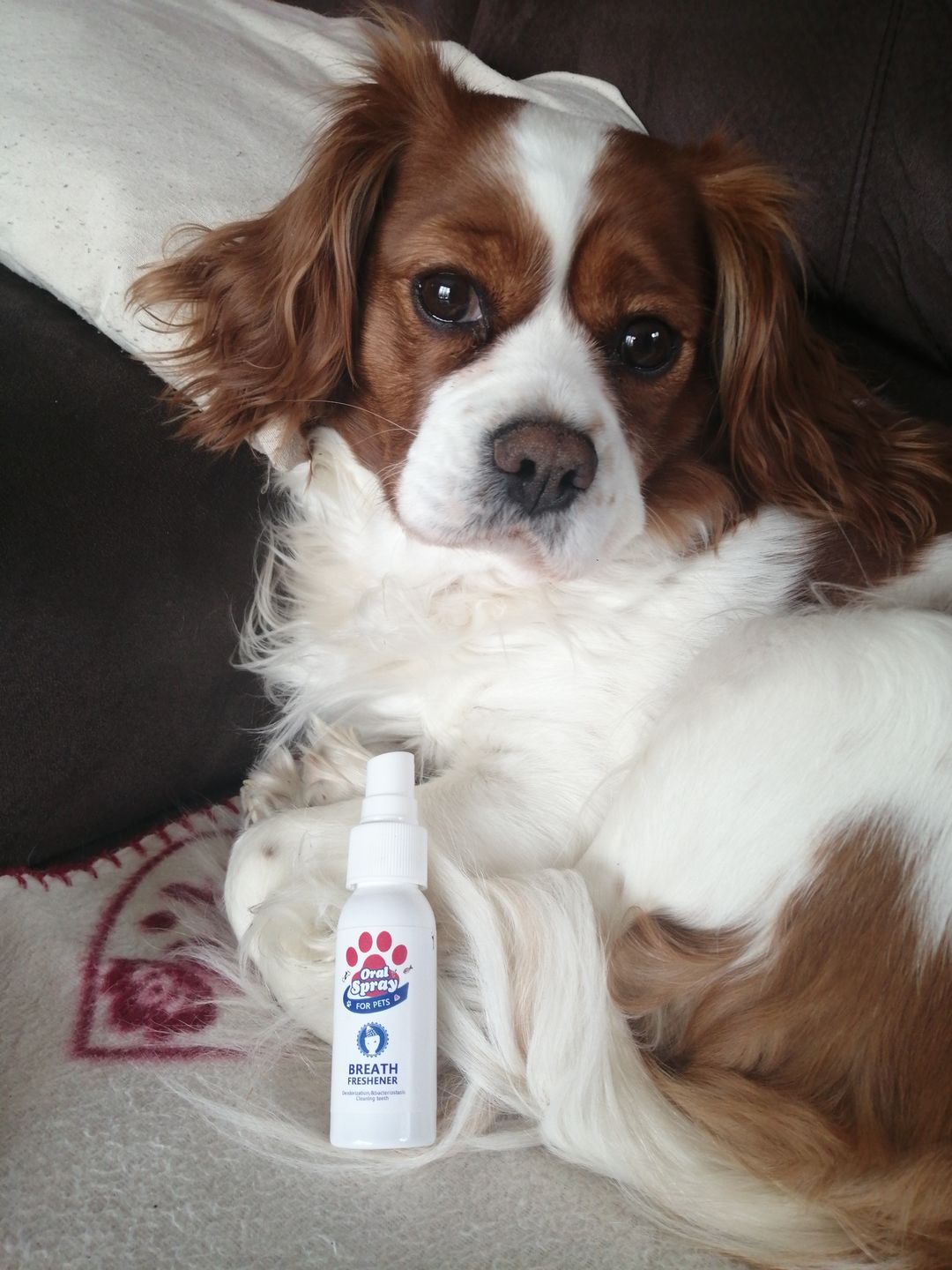 Customer photo review of Spray anti-tartre pour chien