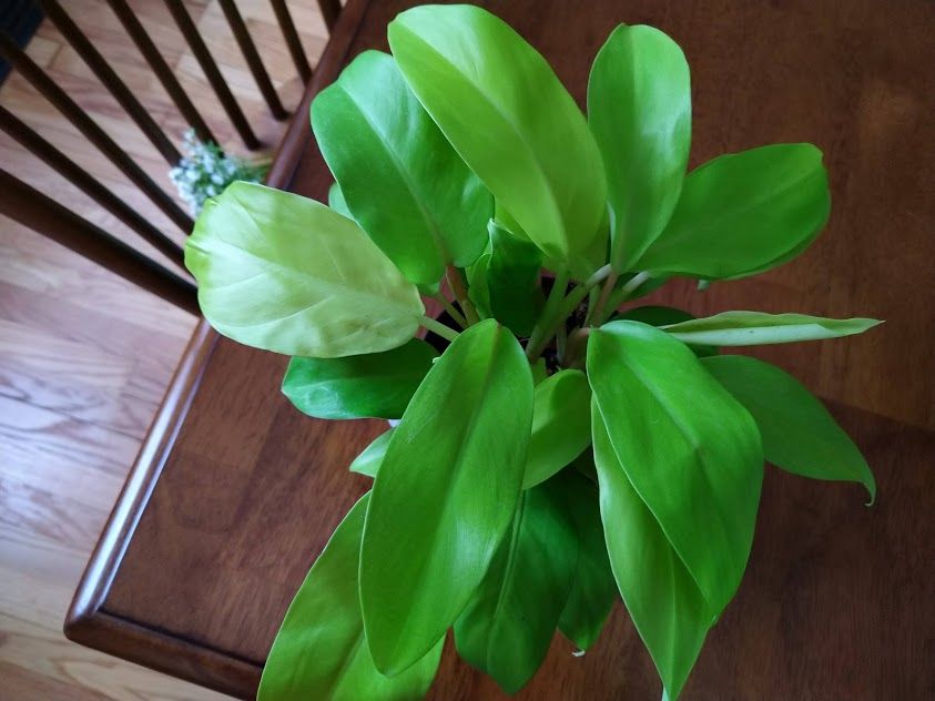 Customer photo review of 4" Philodendron Lemon Lime Upright Vining