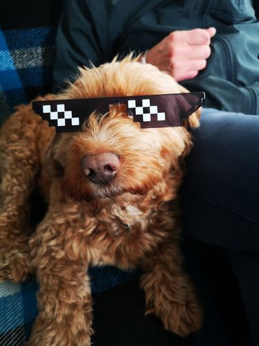 Customer photo review of Bonecrusher Pixels Sunglasses