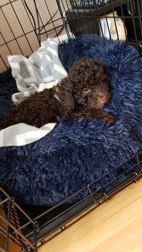 Customer photo review of Pet Calming Bed