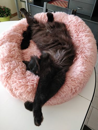 Customer photo review of Lit Apaisant Comfy® |  Pour Chien et Chat