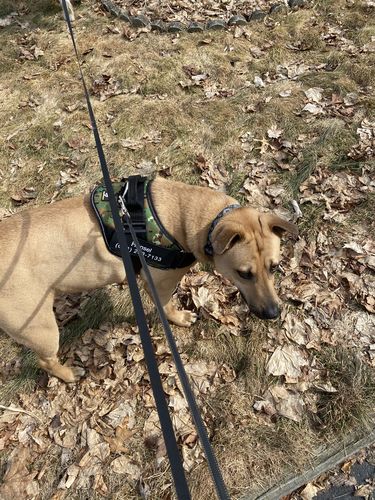Customer photo review of Lifetime Warranty Personalized Doggykingdom® NO PULL Harness