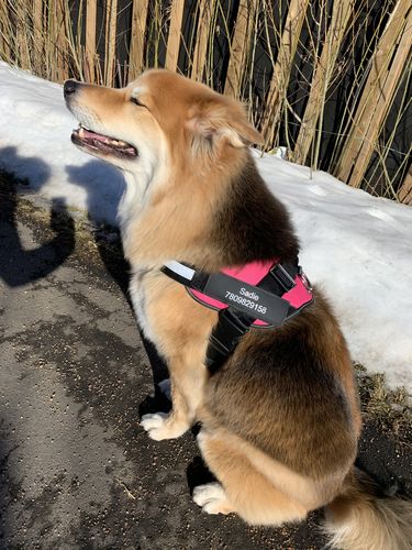 Customer photo review of Lifetime Warranty Personalized Doggykingdom® NO PULL Harness