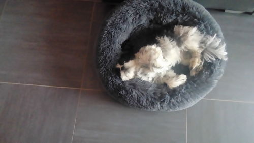 Customer photo review of Lit Apaisant Comfy® |  Pour Chien et Chat