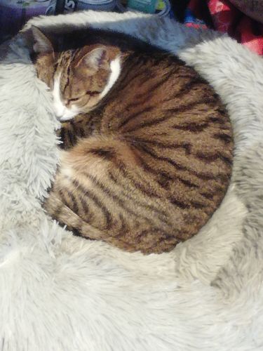 Customer photo review of Lit Apaisant Comfy® |  Pour Chien et Chat
