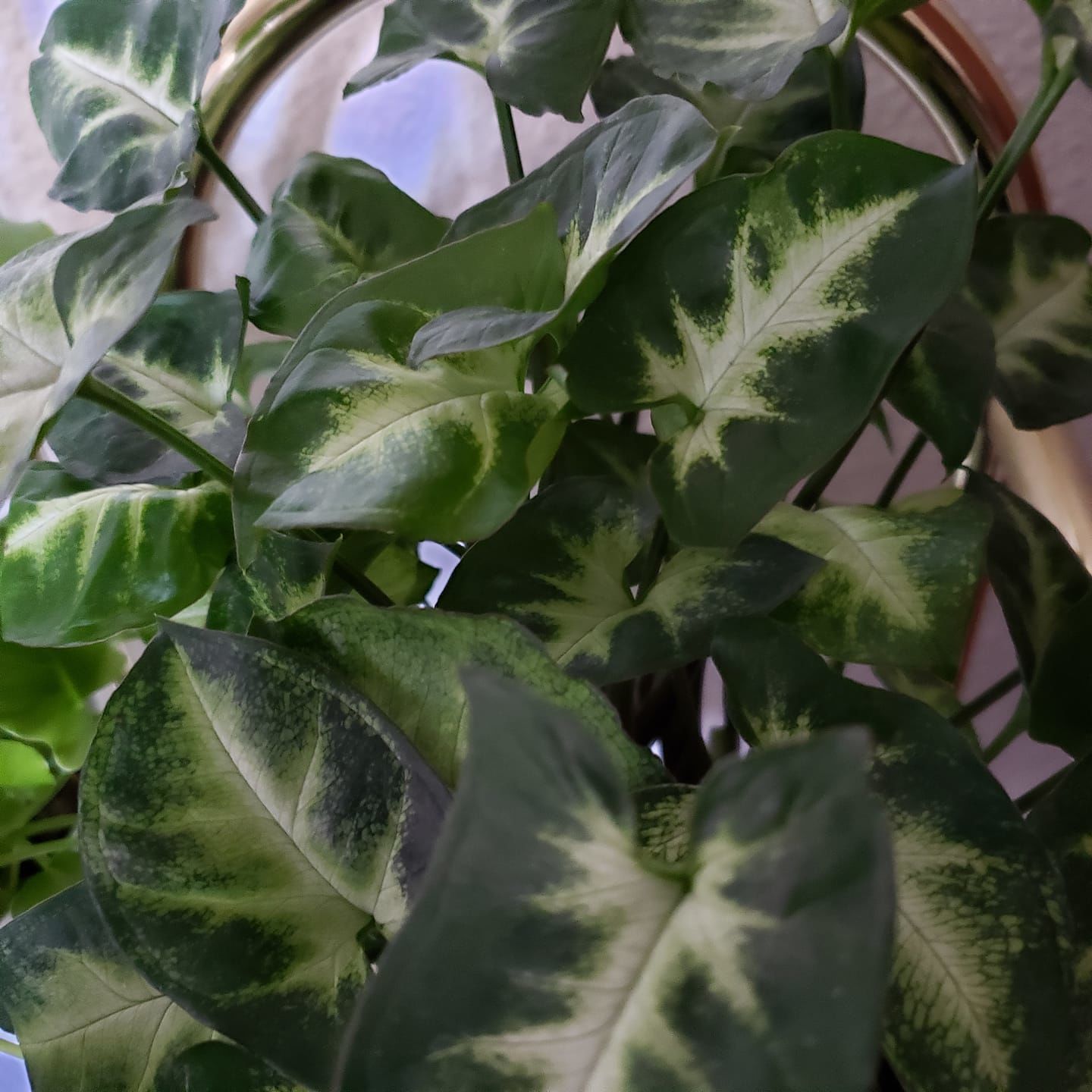 Customer photo review of 4” Syngonium Pixie