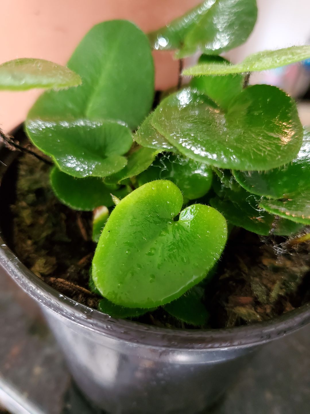Customer photo review of 4" Fern Heart (Hemionitis Arifolia)