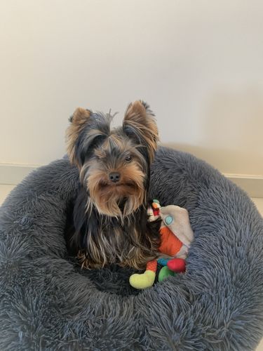 Customer photo review of Lit Apaisant Comfy® |  Pour Chien et Chat
