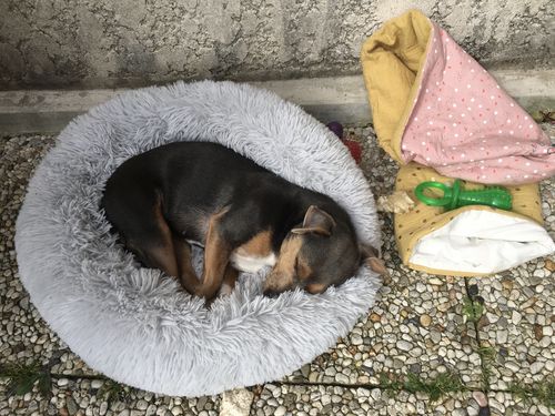 Customer photo review of Lit Apaisant Comfy® |  Pour Chien et Chat