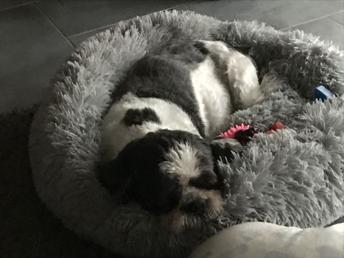 Customer photo review of Lit Apaisant Comfy® |  Pour Chien et Chat