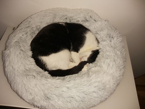 Customer photo review of Lit Apaisant Comfy® |  Pour Chien et Chat
