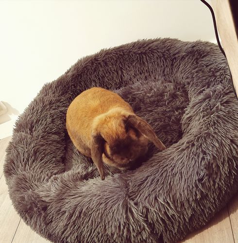 Customer photo review of Lit Apaisant Comfy® |  Pour Chien et Chat