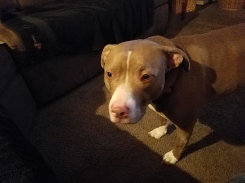 reviews on petgentle