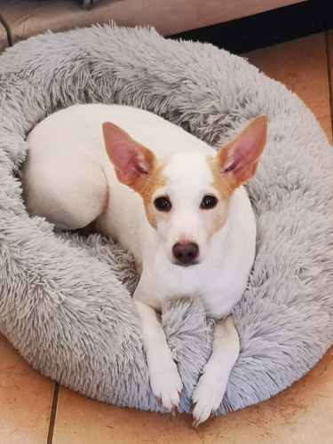 Customer photo review of Lit Apaisant Comfy® |  Pour Chien et Chat