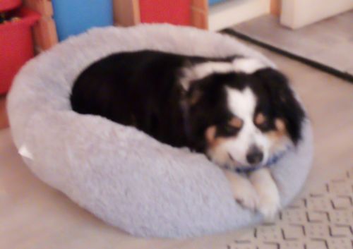 Customer photo review of Lit Apaisant Comfy® |  Pour Chien et Chat