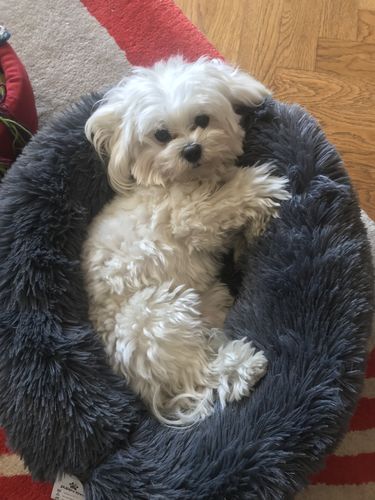 Customer photo review of Lit Apaisant Comfy® |  Pour Chien et Chat