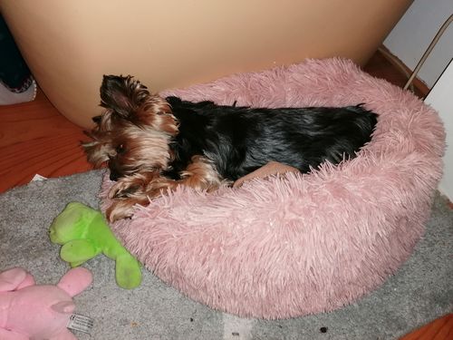 Customer photo review of Lit Apaisant Comfy® |  Pour Chien et Chat
