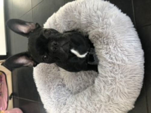 Customer photo review of Lit Apaisant Comfy® |  Pour Chien et Chat