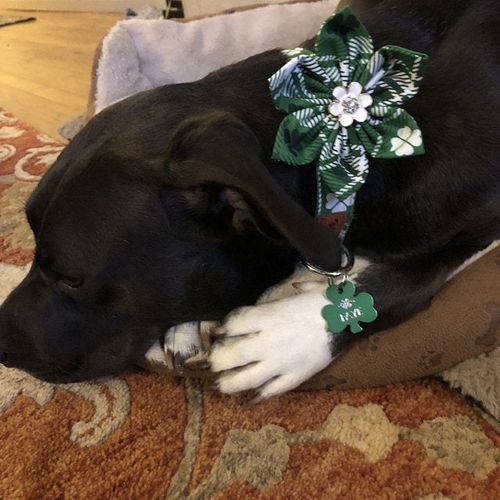 Customer photo review of Shamrock on plaid- St Patrick dog collar Flower