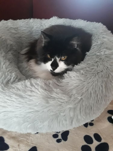 Customer photo review of Lit Apaisant Comfy® |  Pour Chien et Chat