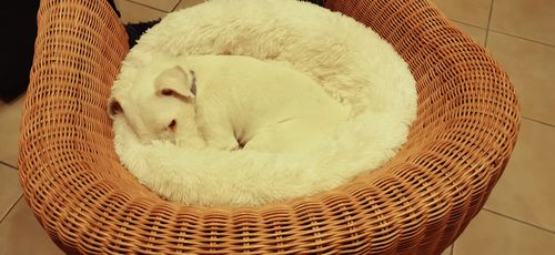 Customer photo review of Lit Apaisant Comfy® |  Pour Chien et Chat