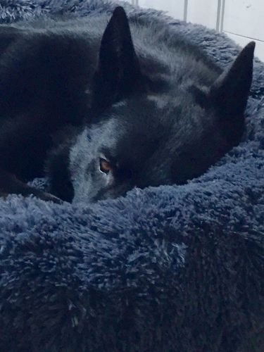 Customer photo review of Lit Apaisant Comfy® |  Pour Chien et Chat