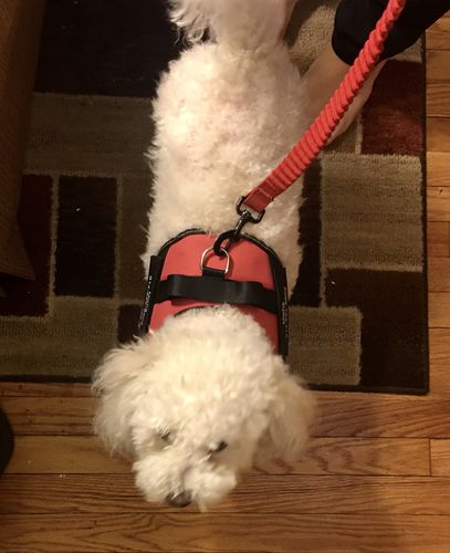 Customer photo review of Lifetime Warranty Personalized NO PULL Dog Harness (FREE Shipping)