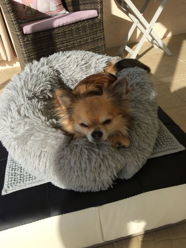 Customer photo review of Lit Apaisant Comfy® |  Pour Chien et Chat
