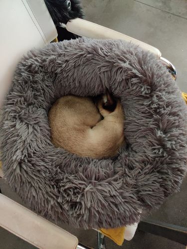 Customer photo review of Lit Apaisant Comfy® |  Pour Chien et Chat